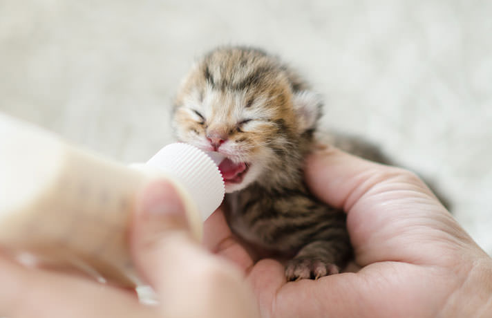 how to feed a newborn kitten with a bottle